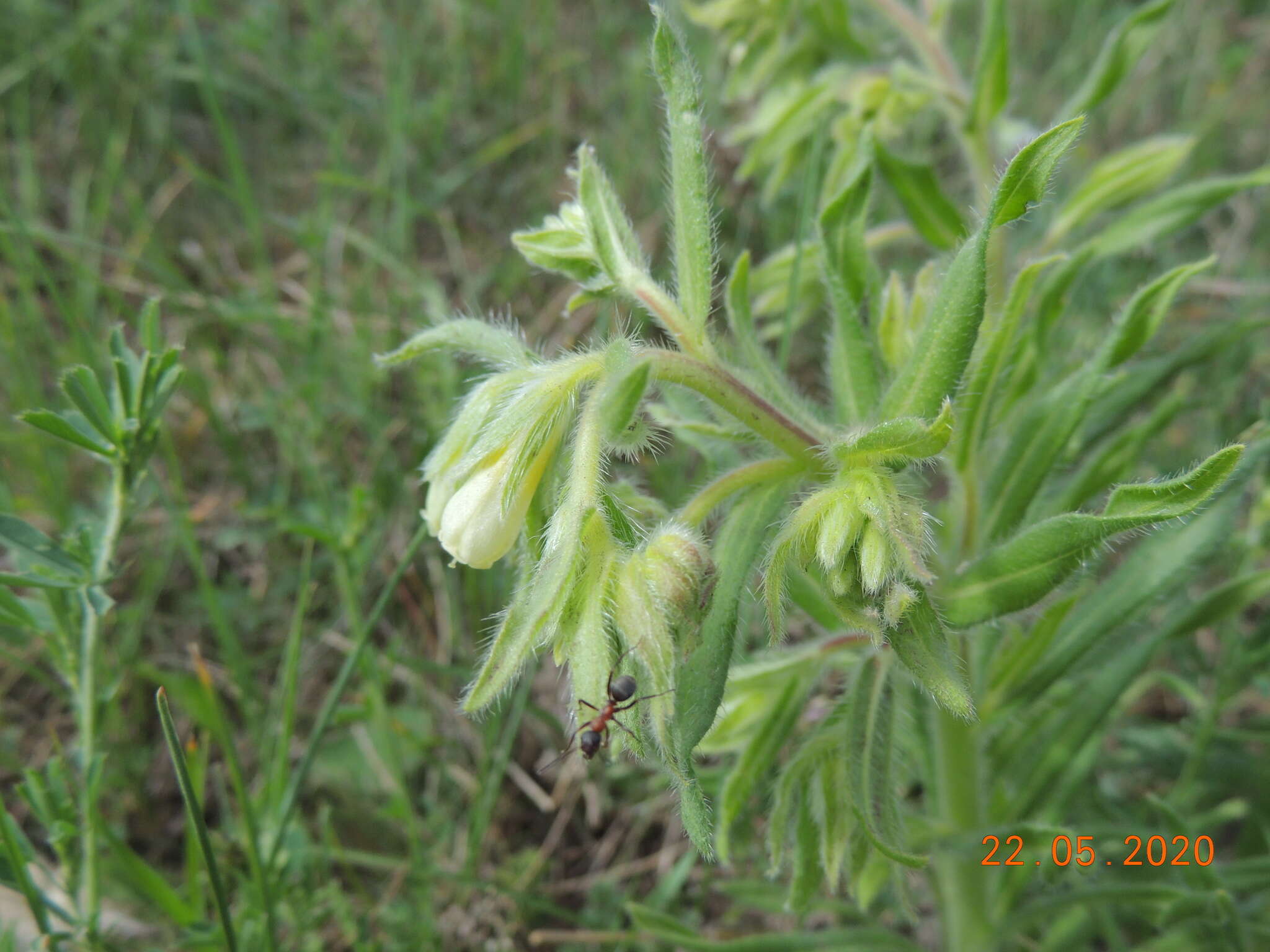 Image of <i>Onosma borysthenica</i>