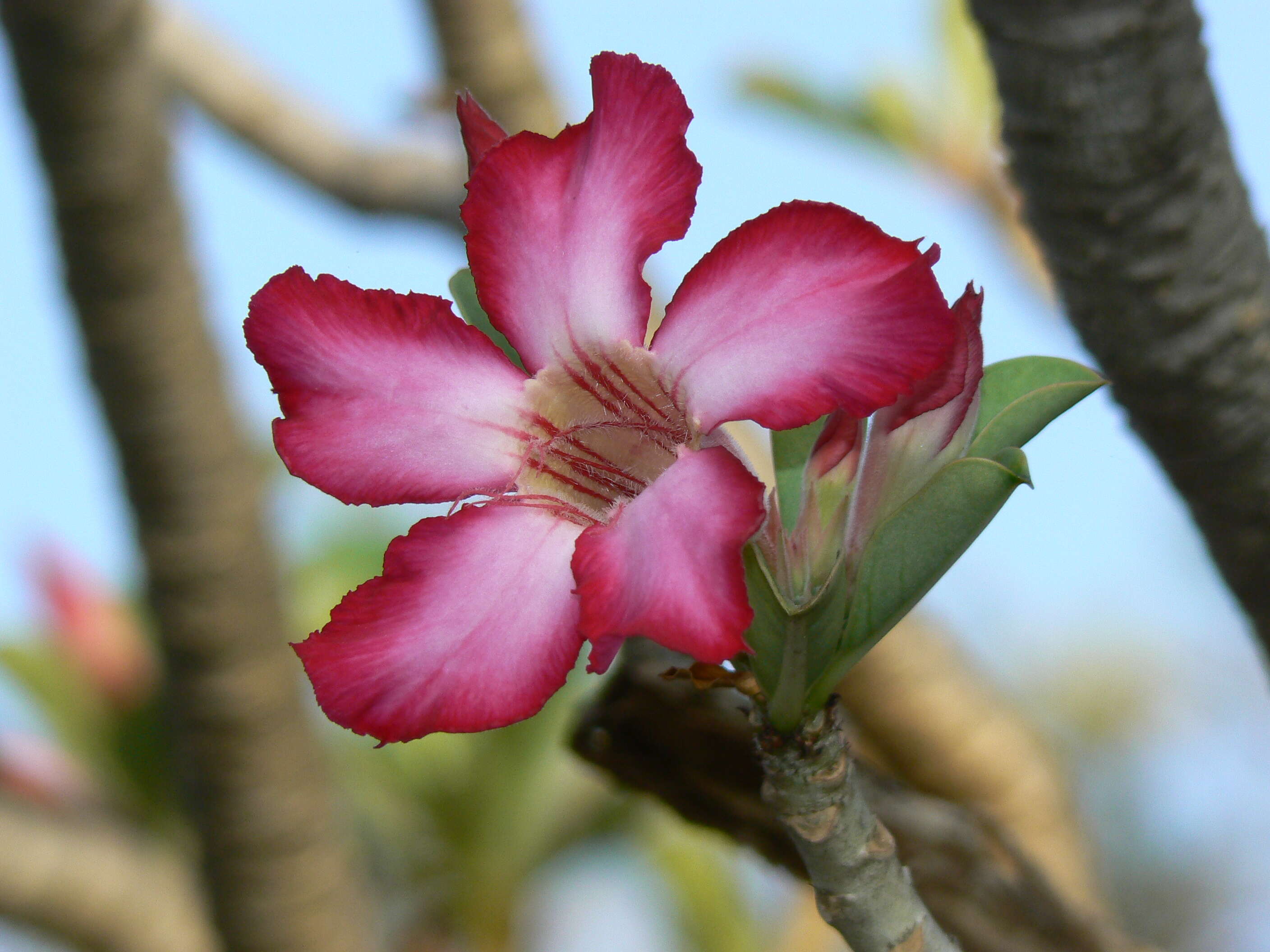 Image of Desert Rose