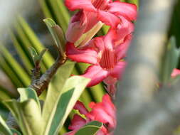 Image of Desert Rose