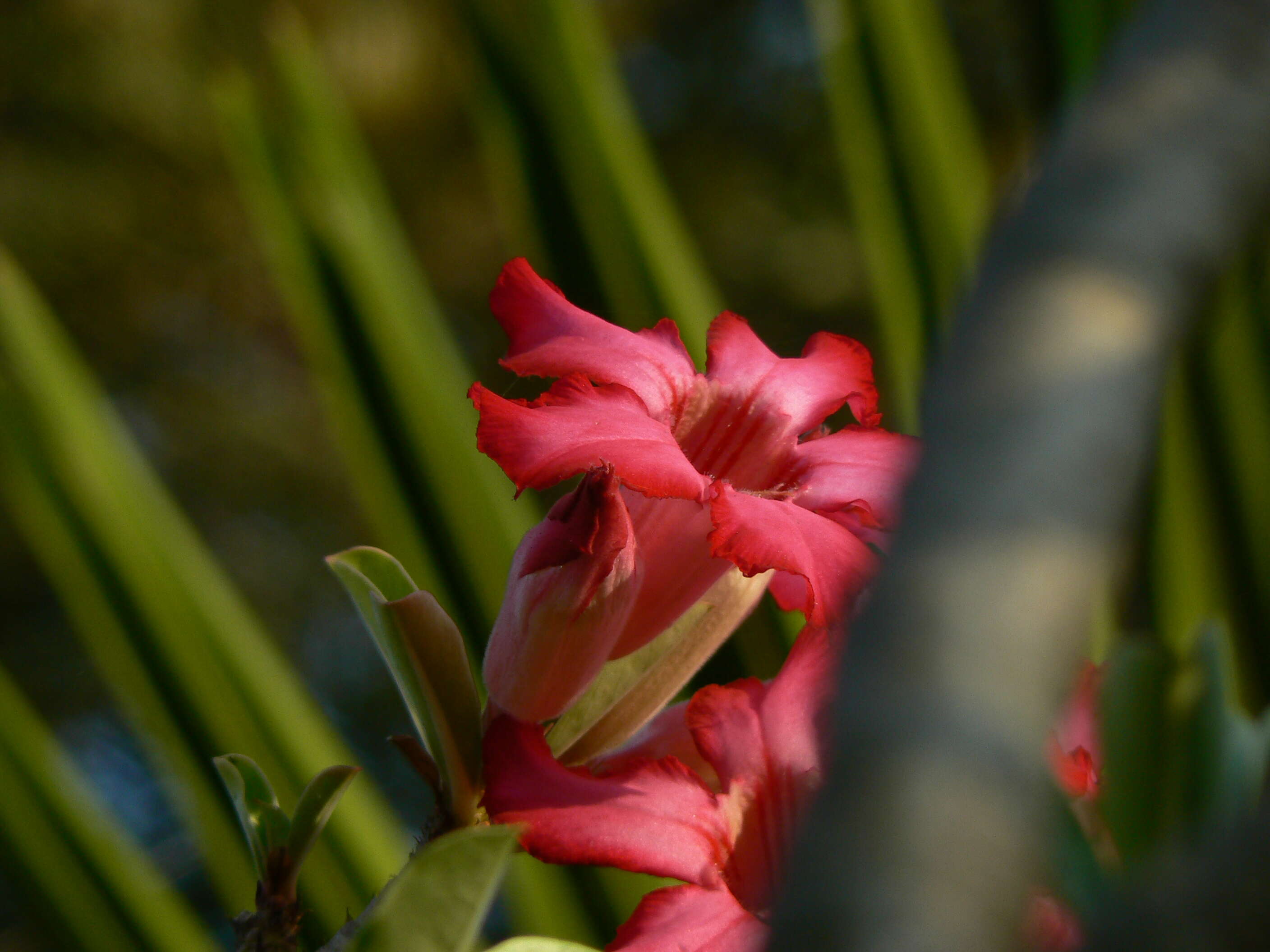 Image of Desert Rose