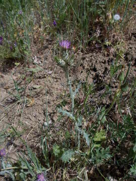 Image of Italian plumeless thistle