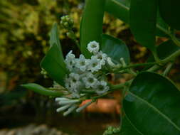 صورة Cestrum diurnum L.