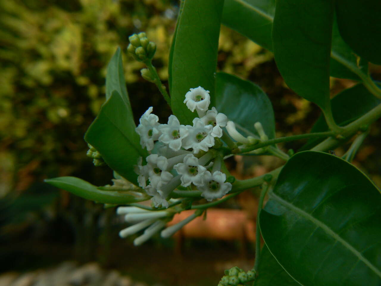 Image of Wild jasmine