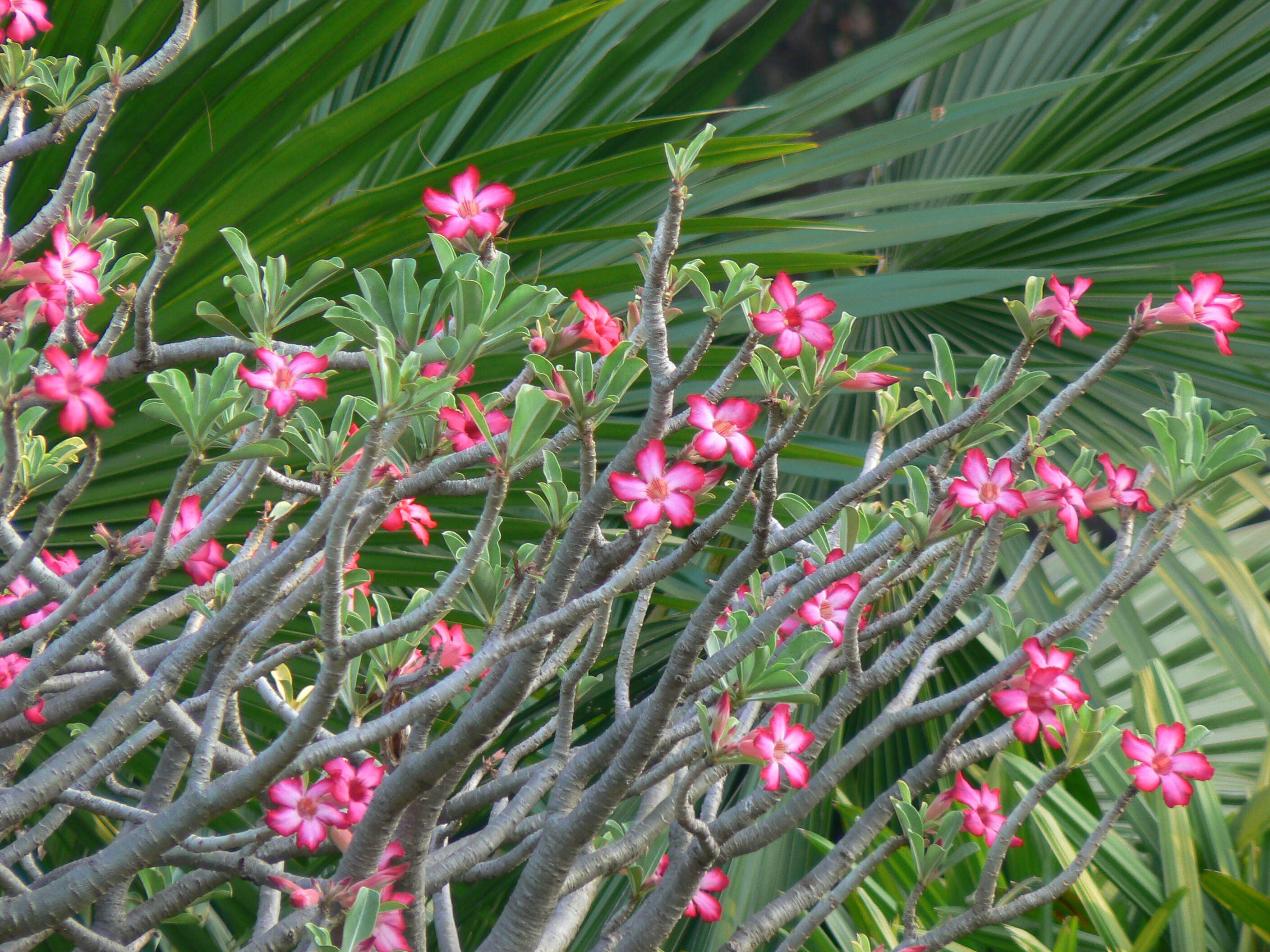 Image de Adenium obesum (Forsk.) Roem. & Schult.