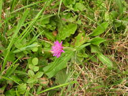 Image of Knautia transalpina (Christ) Briq.