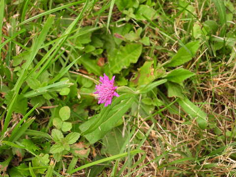 Imagem de Knautia transalpina (Christ) Briq.