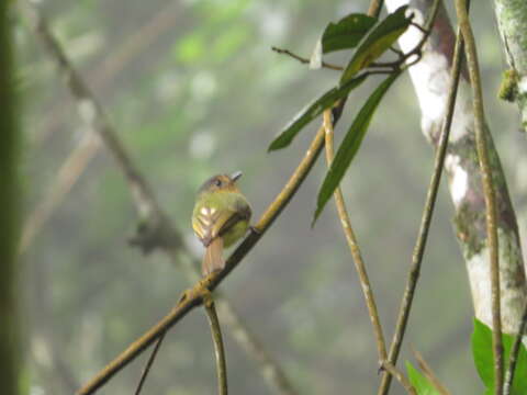 Image of Rufous-breasted Flycatcher