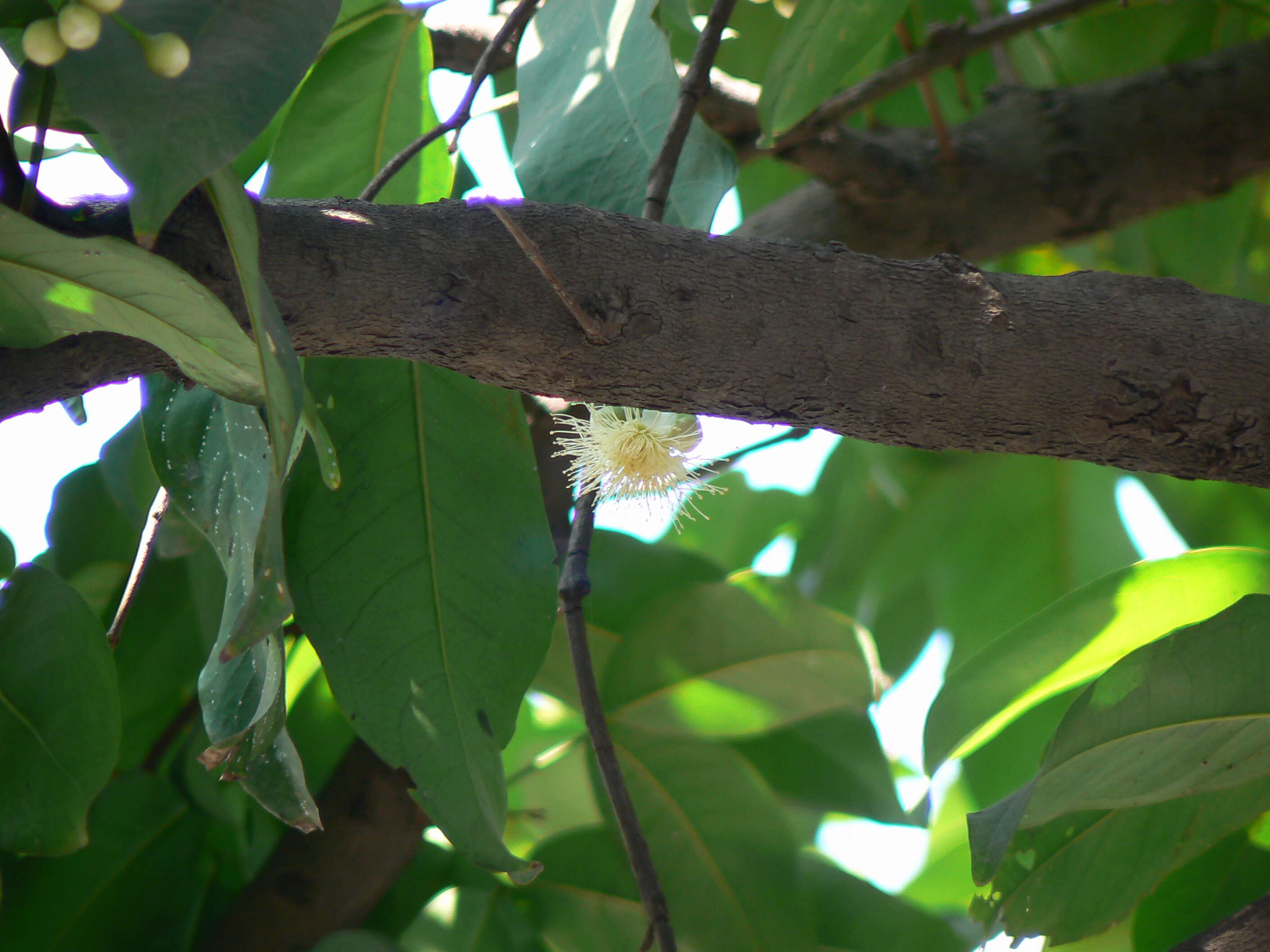 Imagem de Syzygium samarangense (Bl.) Merr. & L. M. Perry