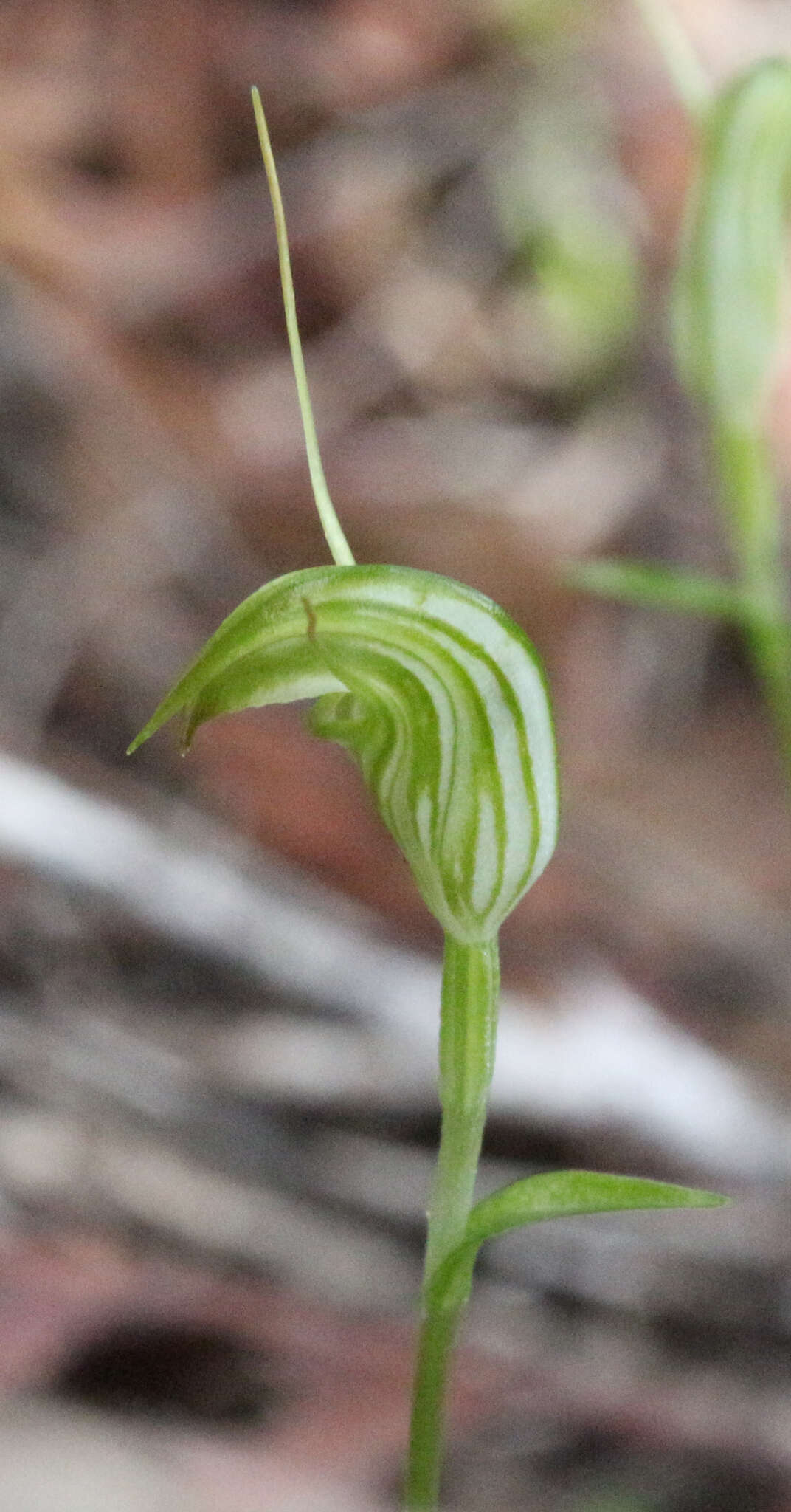 Image of Trowel leaved greenhood orchid