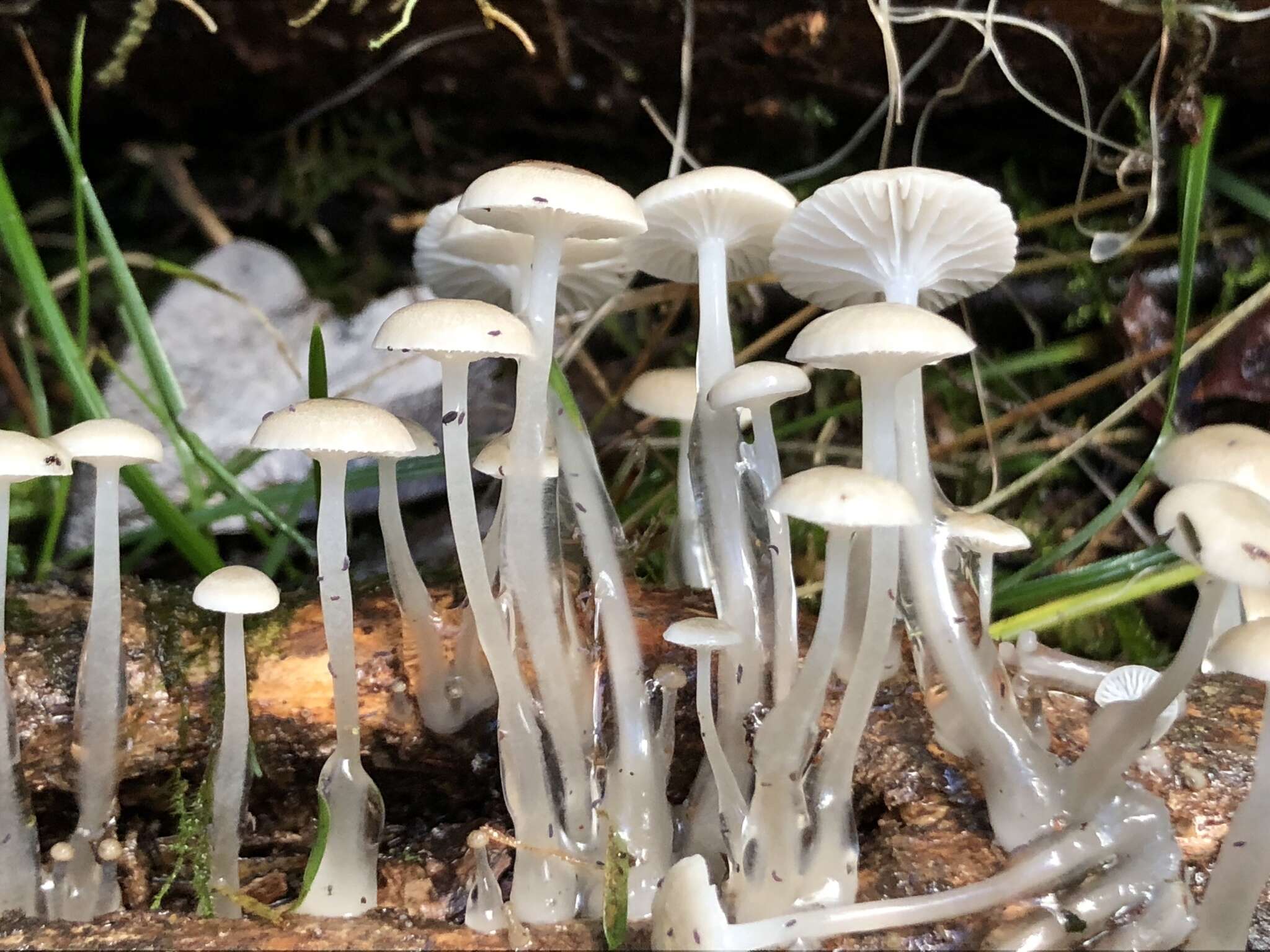Image of Roridomyces austrororidus (Singer) Rexer 1994