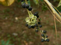 صورة Cestrum diurnum L.