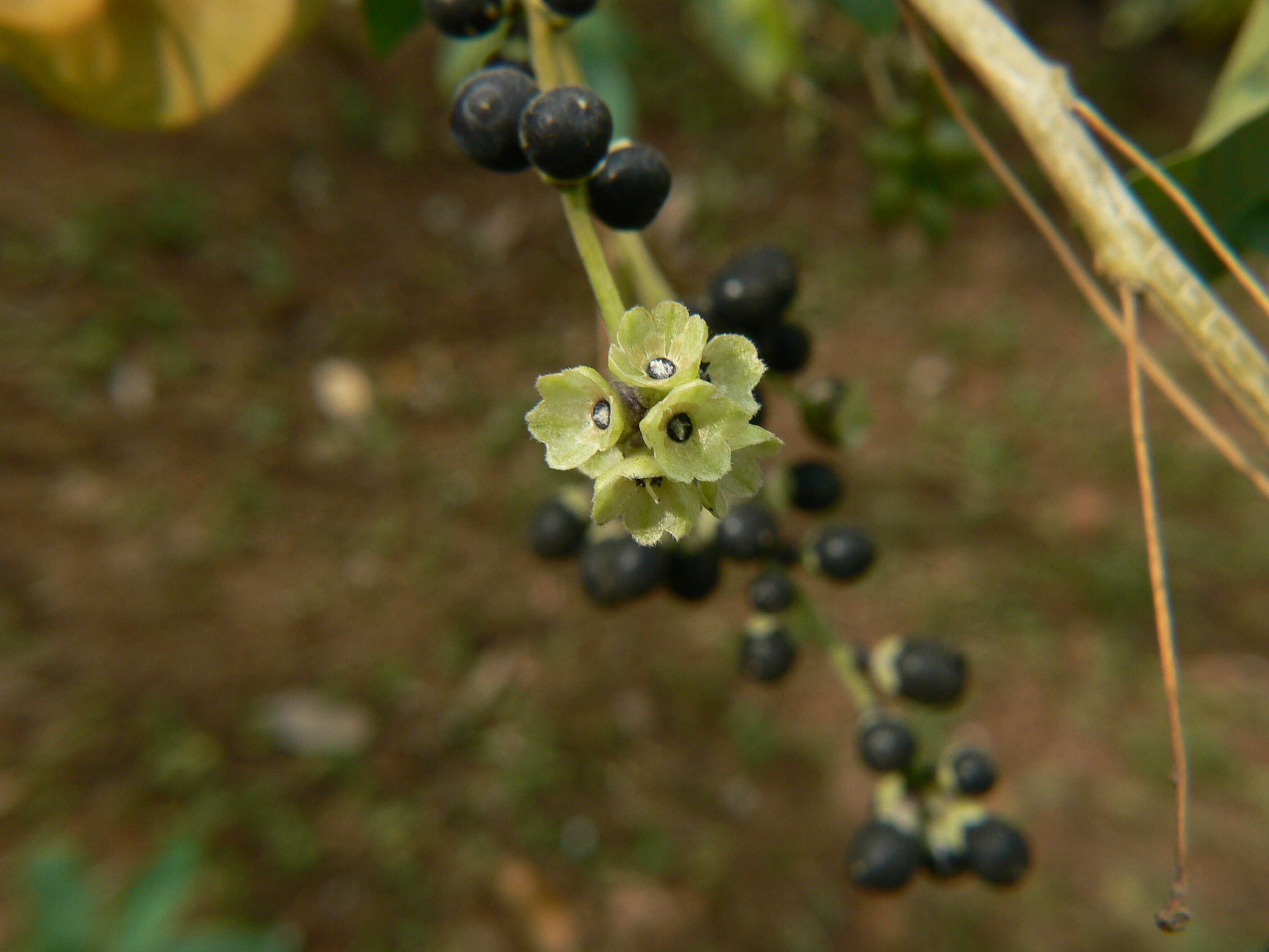 Image of Wild jasmine