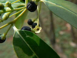 صورة Cestrum diurnum L.