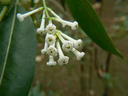 Image of Wild jasmine