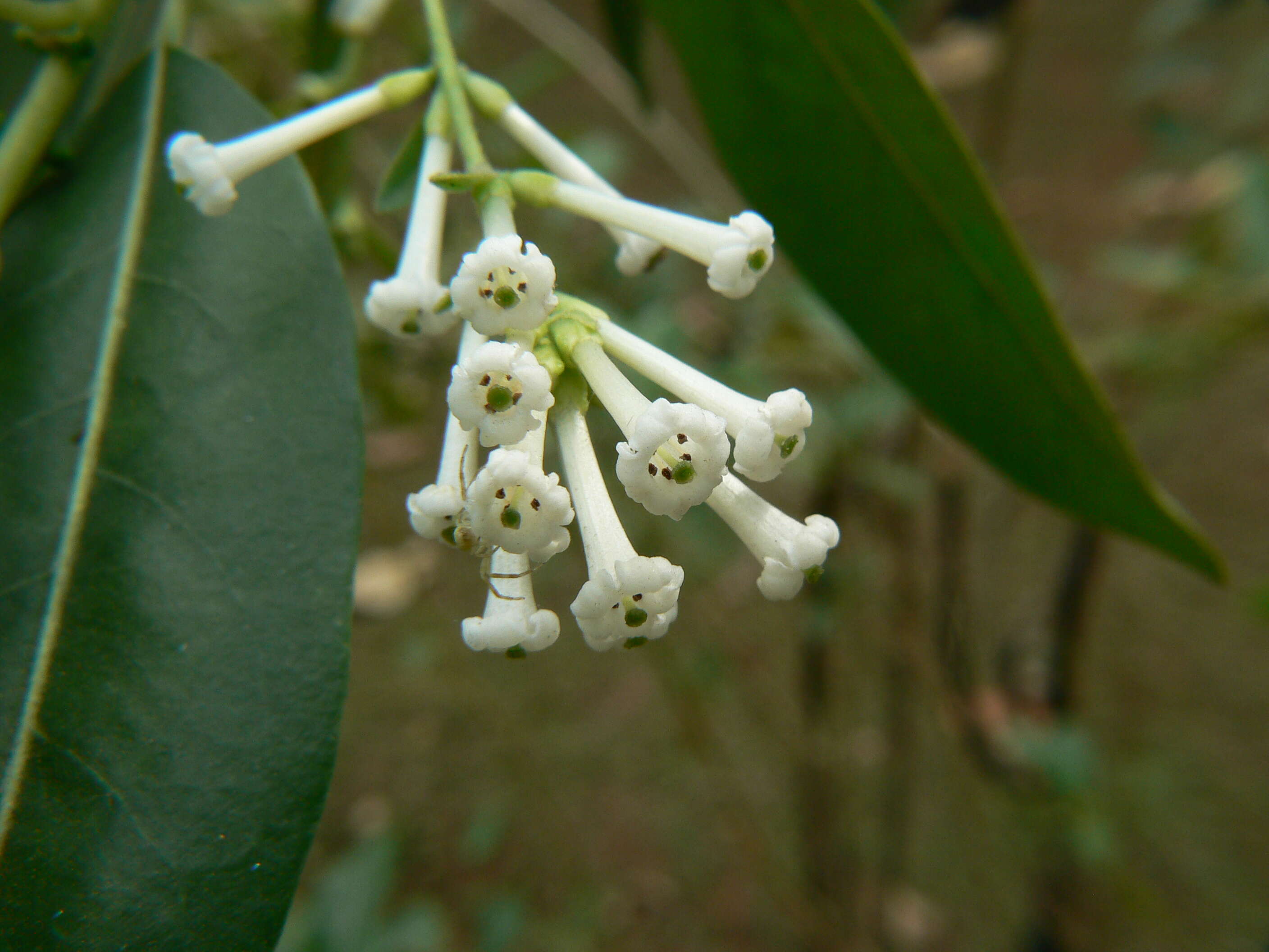 صورة Cestrum diurnum L.