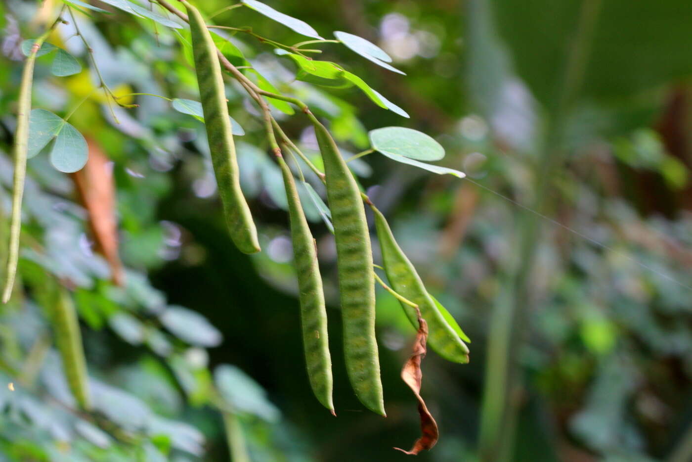 Image of St. Thomas tree