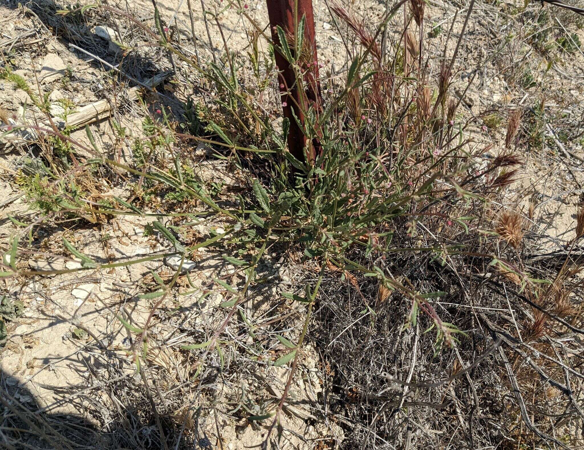 Image of anglestem buckwheat