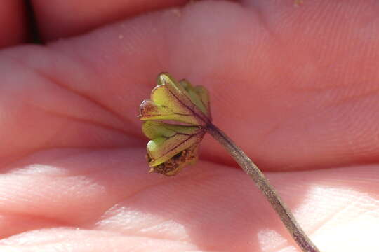 Imagem de Azorella hydrocotyloides (Hook. fil.) T. Kirk