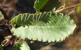 Image of Alepidea capensis var. capensis