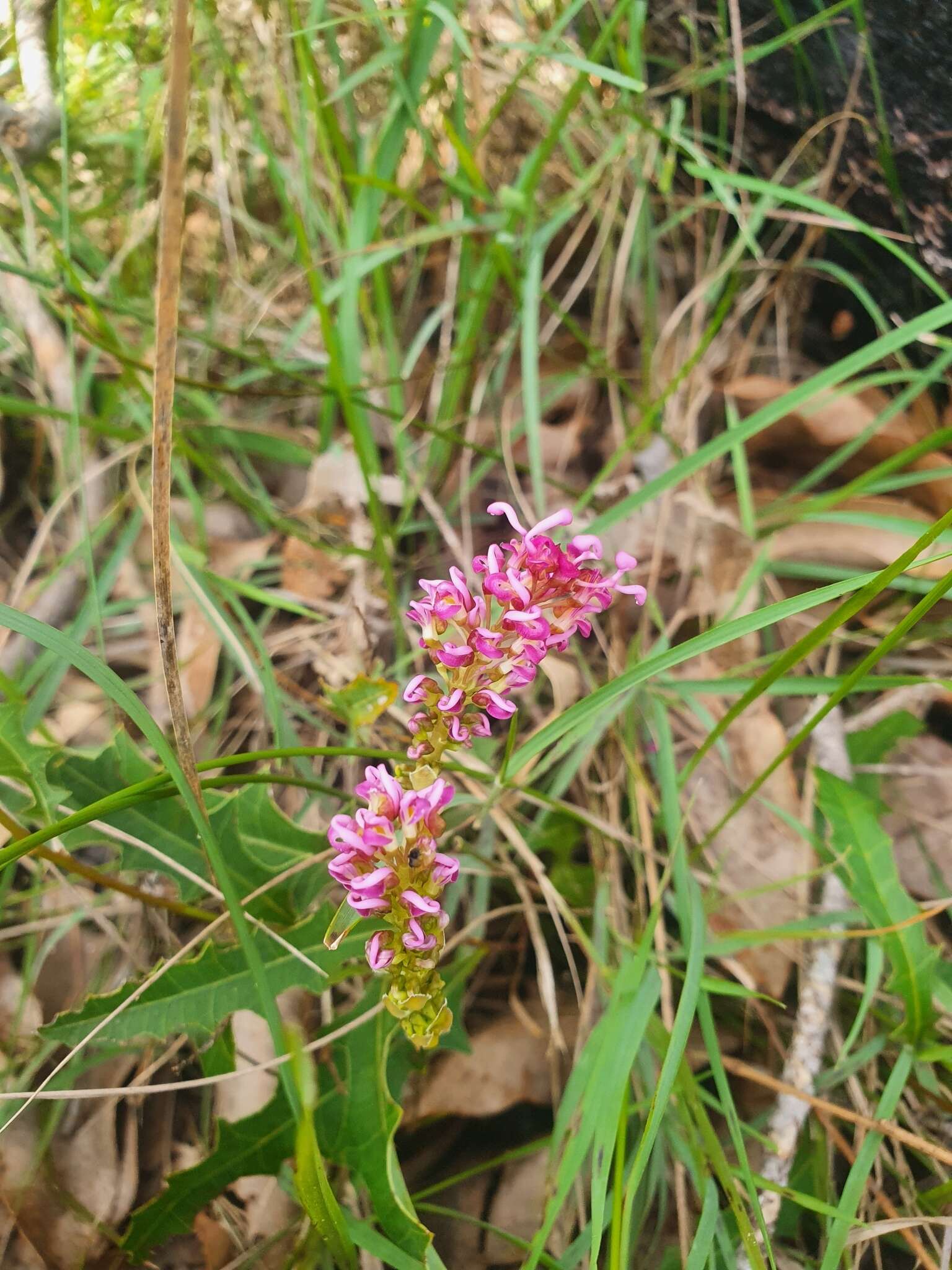 Image of Grevillea quercifolia R. Br.