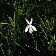 Image of Lithotoma anethifolia (Summerh.) E. B. Knox