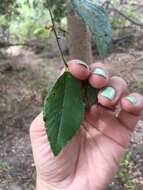 Image of Chinese elm