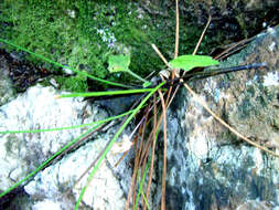 Imagem de Lobelia patula L. fil.