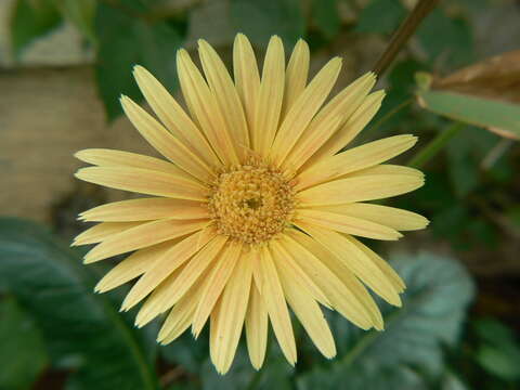 Image of Barberton daisy