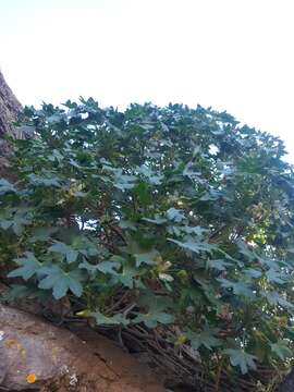 Image of Malva occidentalis (S. Wats.) M. F. Ray