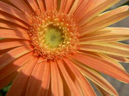 Image of Barberton daisy