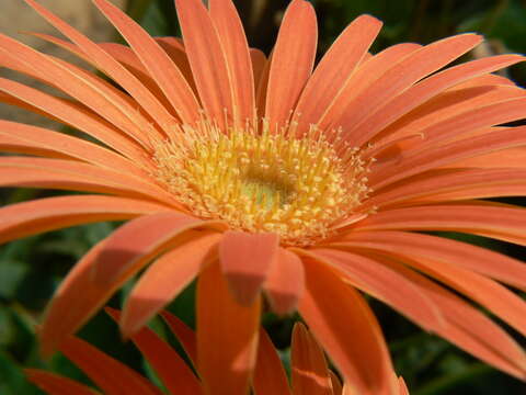 Image of Barberton daisy