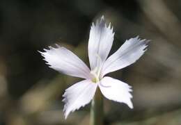 صورة Dianthus thunbergii Hooper