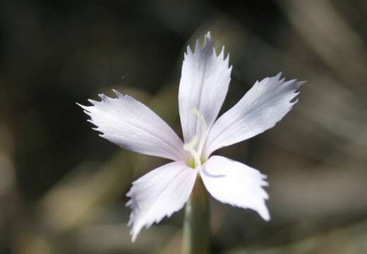 Image of Dianthus thunbergii Hooper