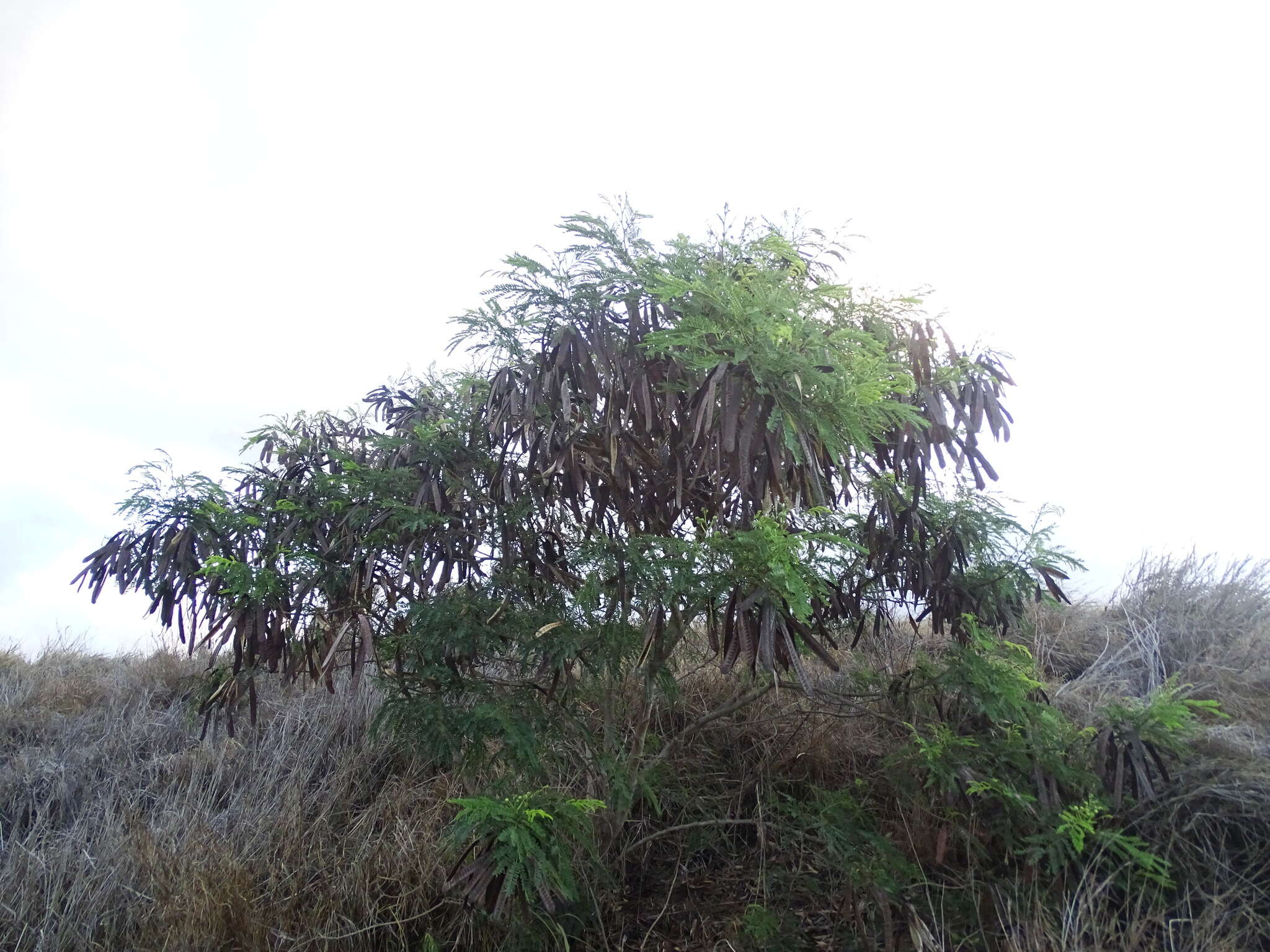 Plancia ëd Leucaena leucocephala (Lam.) de Wit