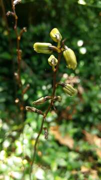 Image of Gastrodia flavilabella S. S. Ying