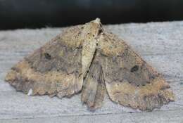 Image of Kawakawa looper moth