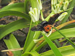 Image of Xylocopa flavorufa (De Geer 1778)