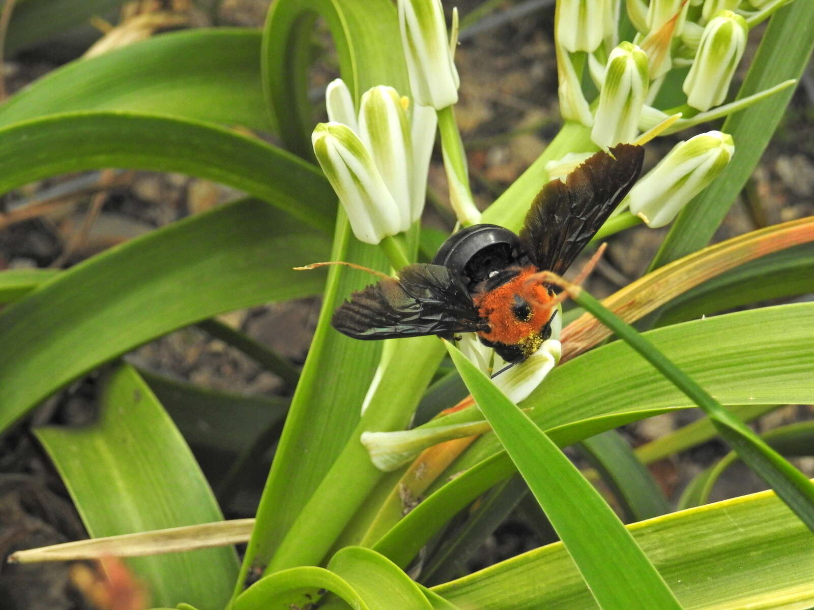 Image of Xylocopa flavorufa (De Geer 1778)