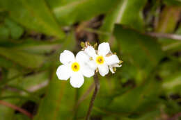 Image of Androsace obtusifolia All.