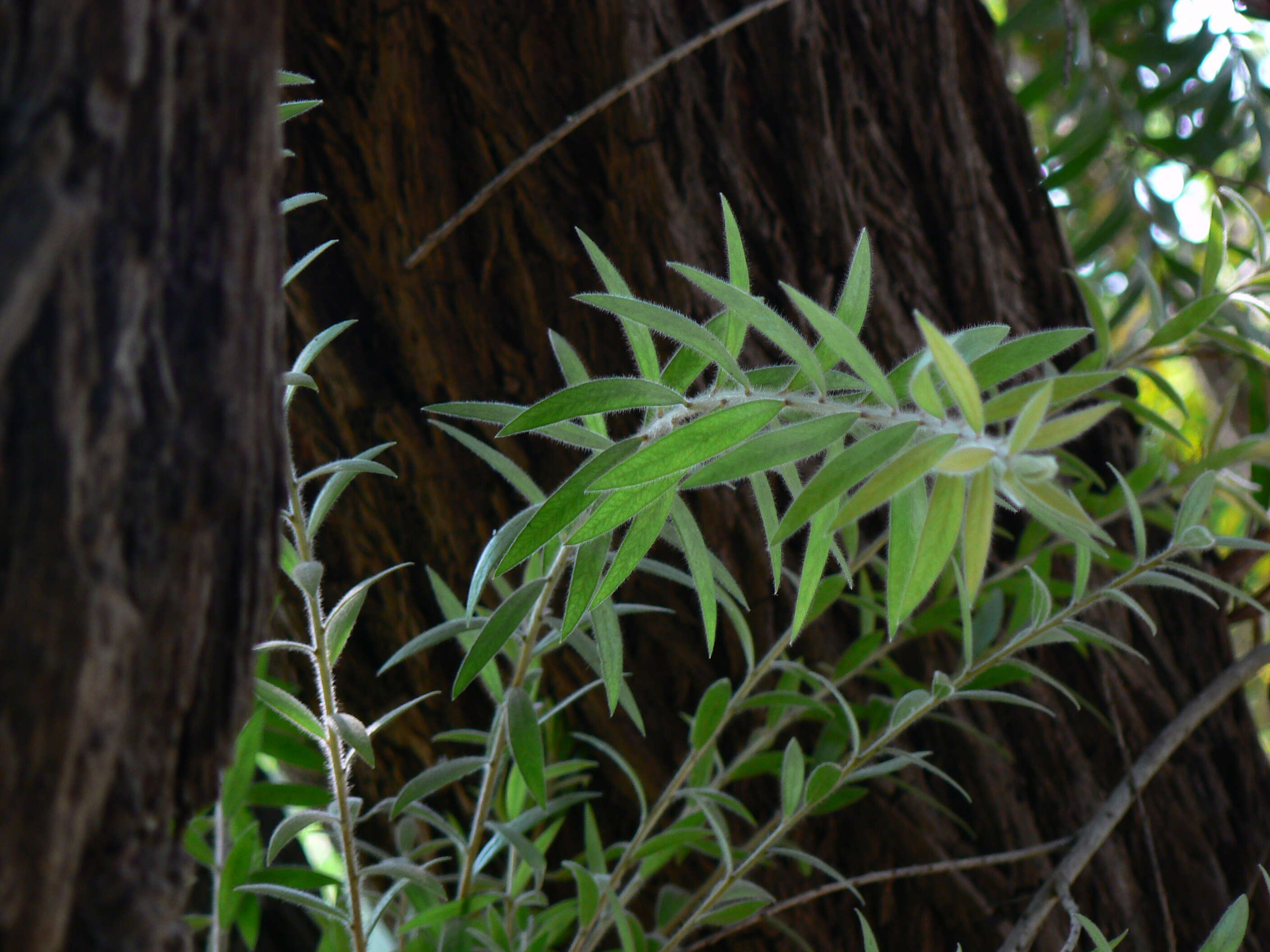 صورة Callistemon citrinus (Curtis) Skeels