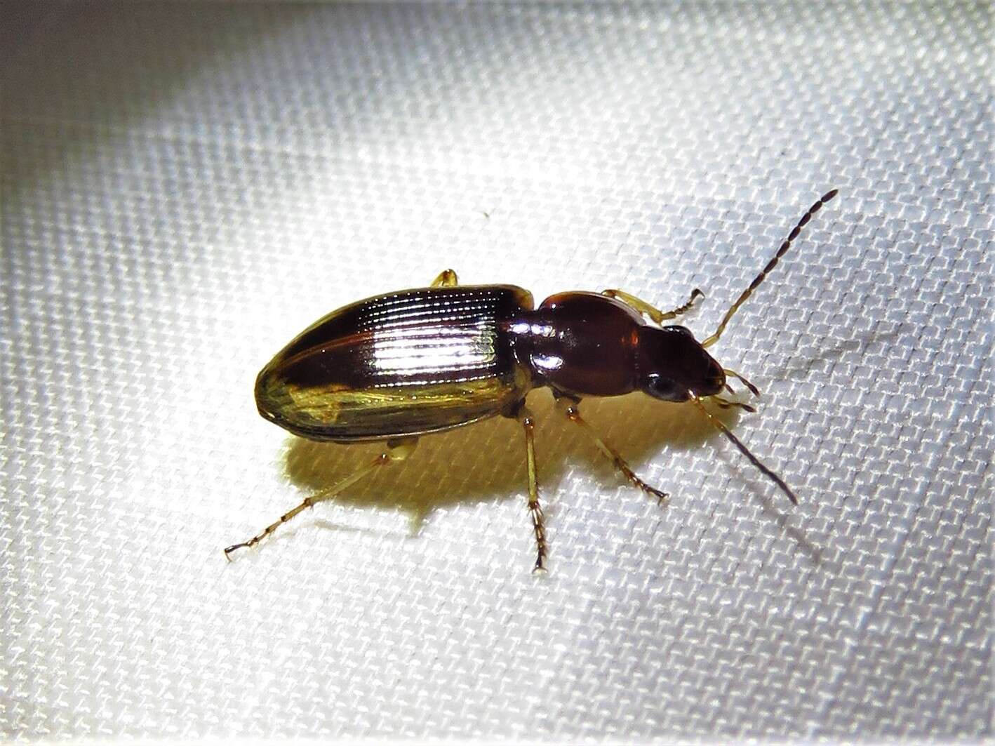 Image of Agonum (Olisares) pallipes (Fabricius 1787)