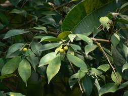 Image of Ficus retusa L.