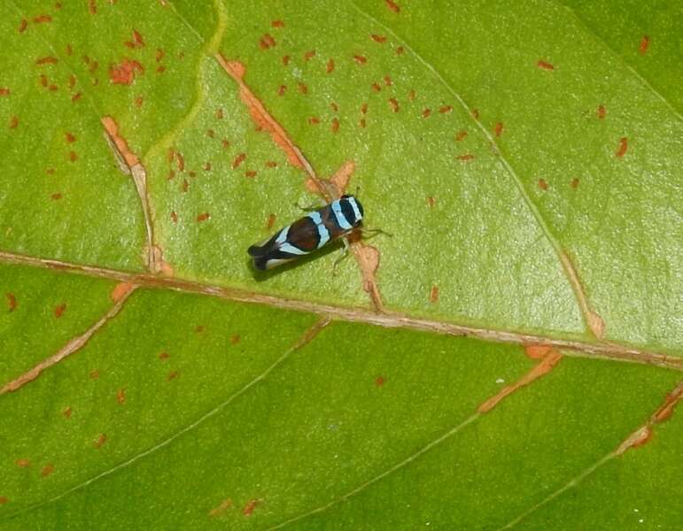 Image of Macugonalia moesta (Fabricius 1803)