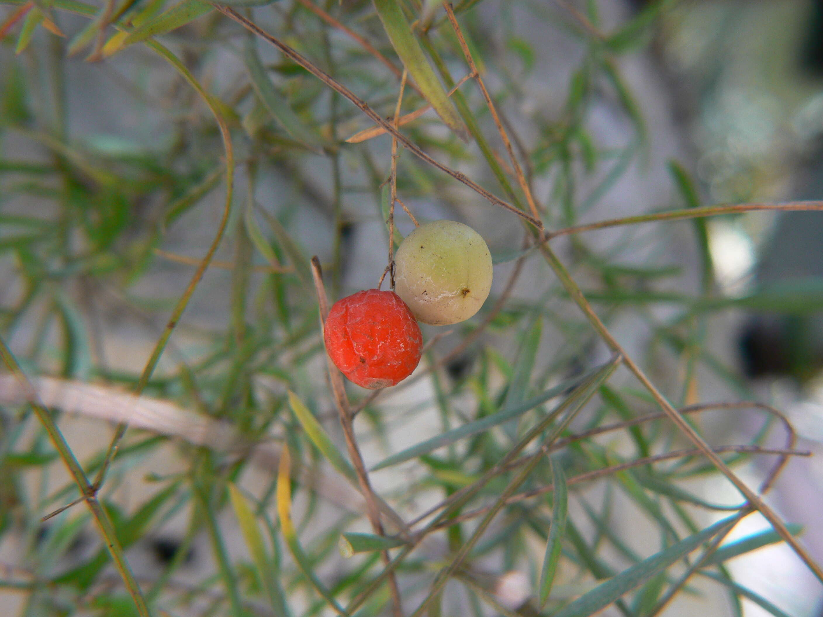 Image de Asparagus densiflorus (Kunth) Jessop