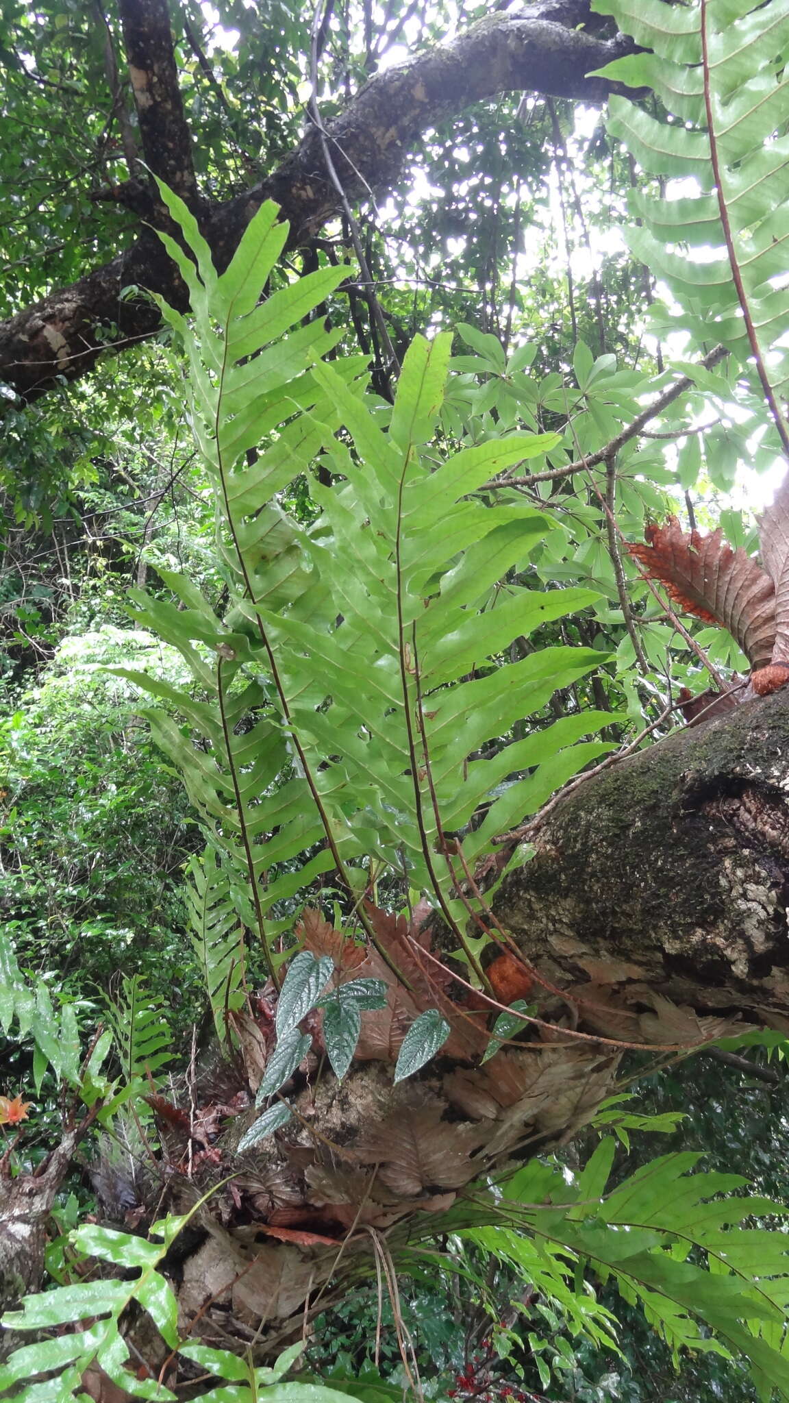 Image of basket fern