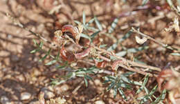 Sivun Astragalus humistratus var. humivagans (Rydb.) Barneby kuva