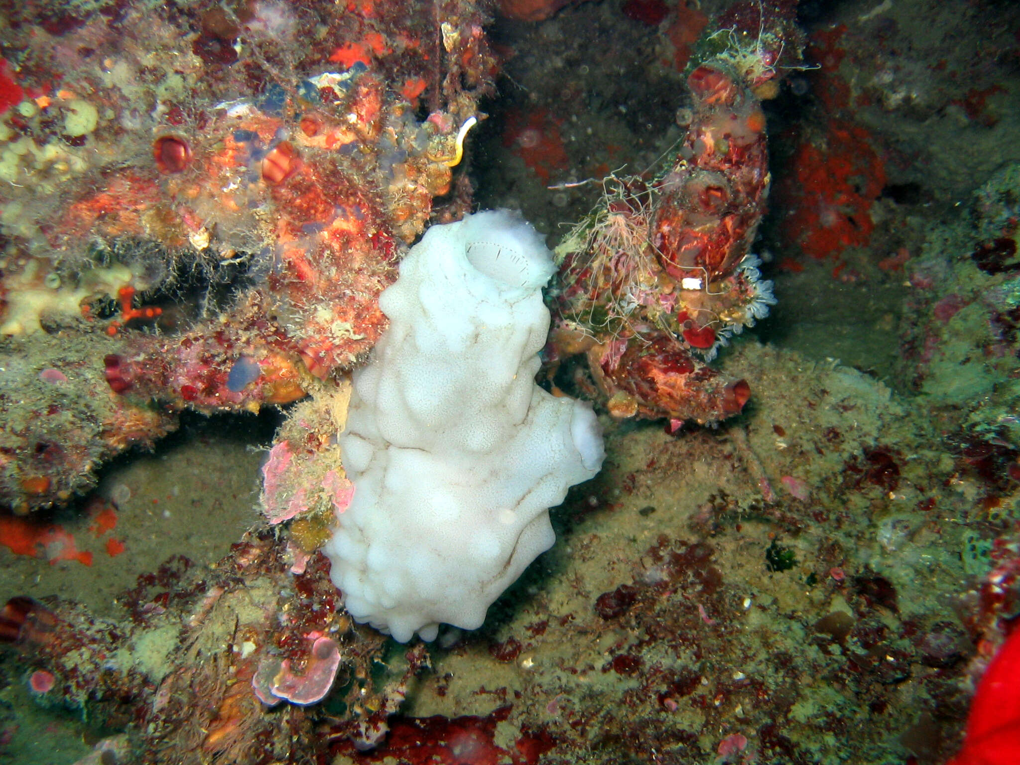 Image of white sea-squirt