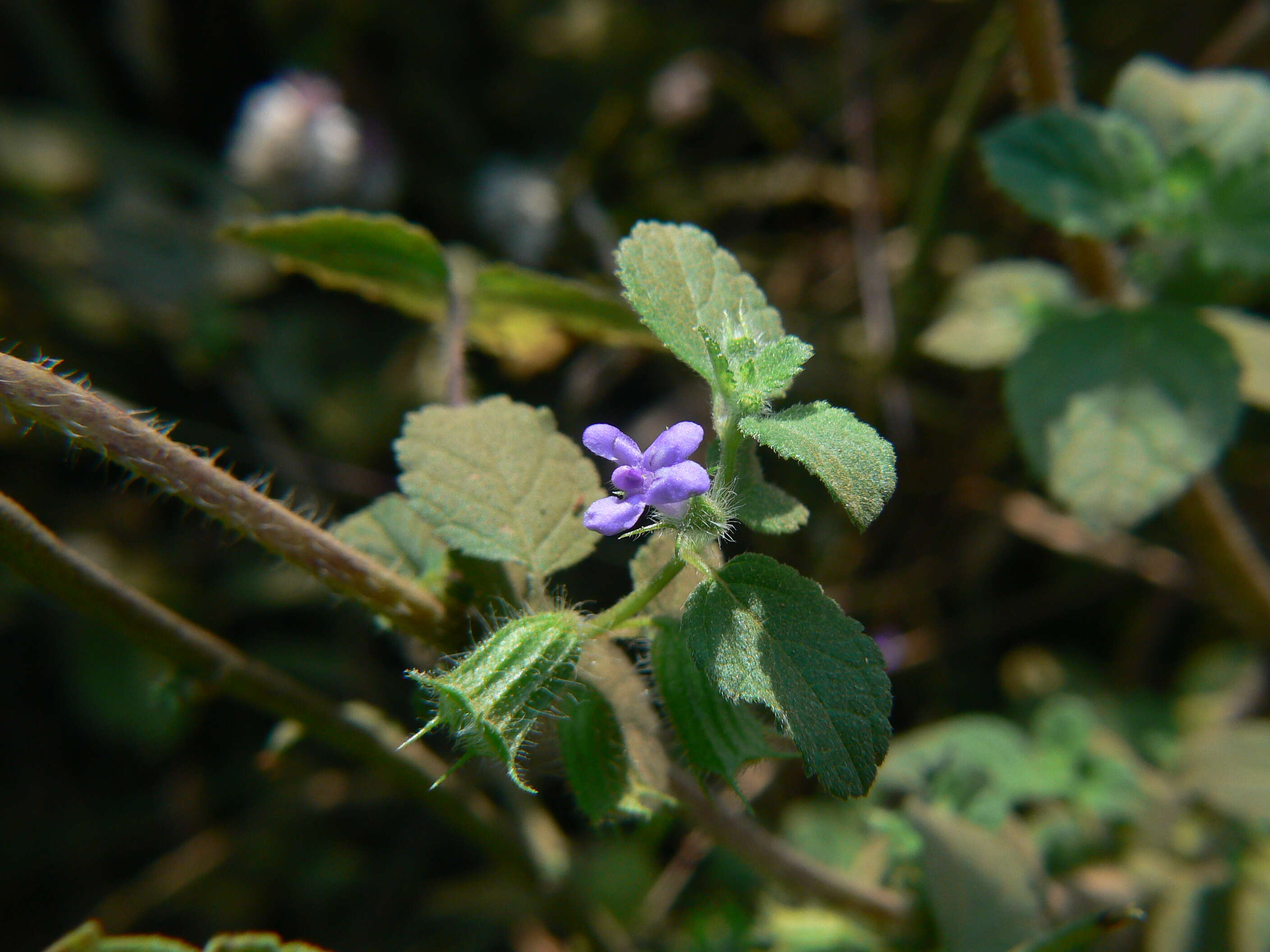 Image of Pignut