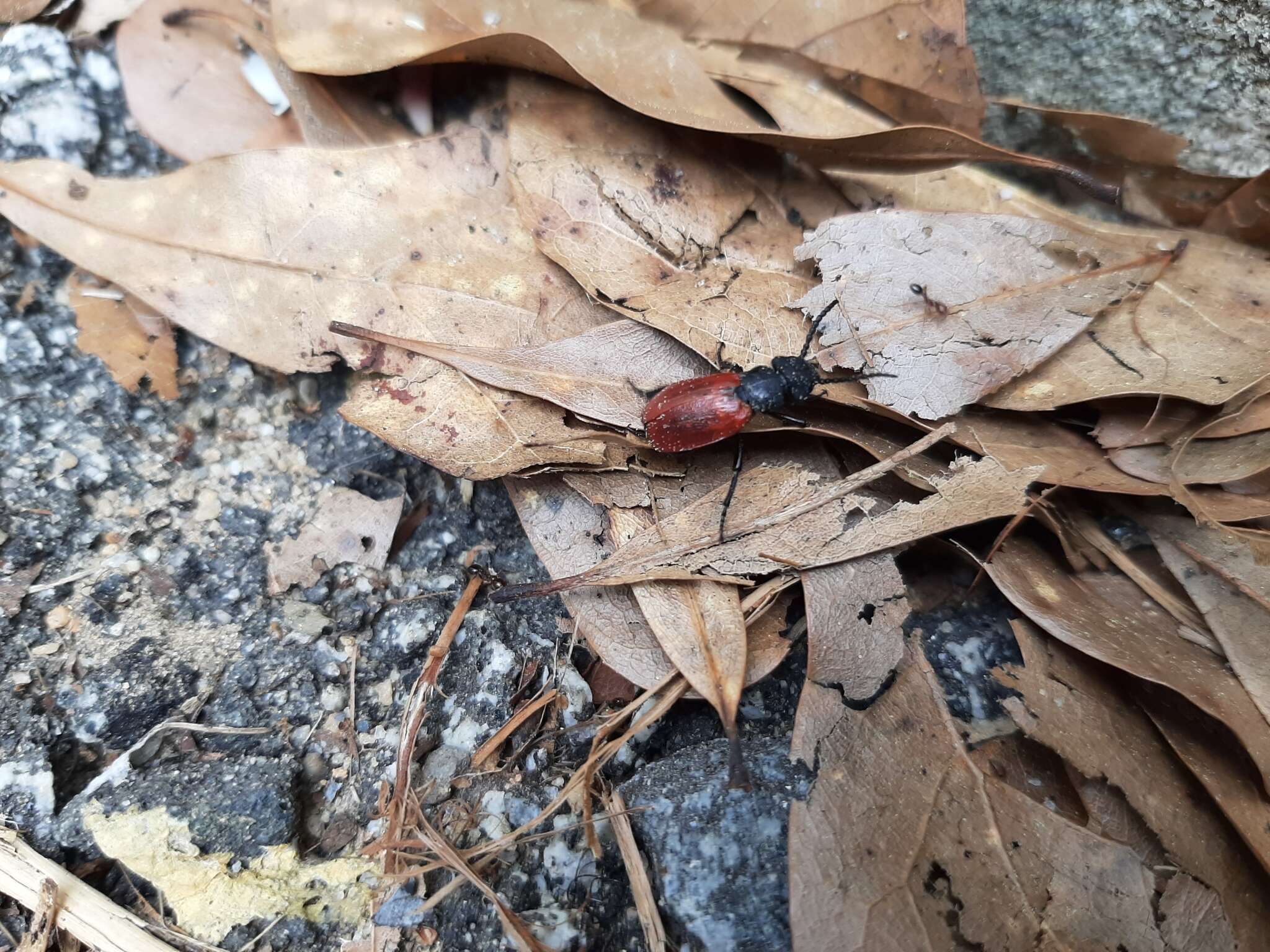 Image de Tricrania sanguinipennis (Say 1823)