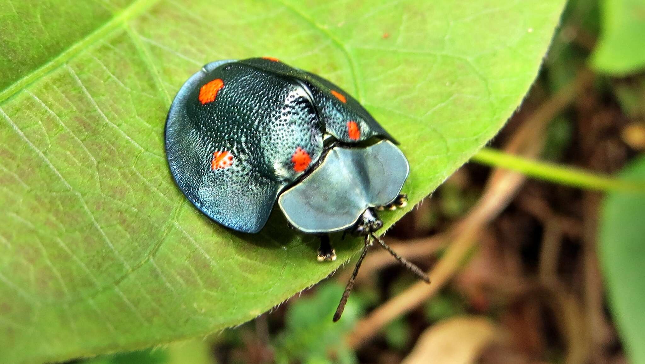 صورة Cyrtonota sexpustulata (Fabricius 1781)